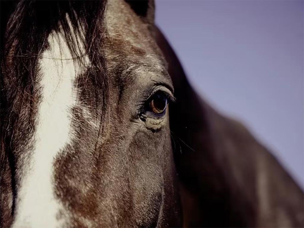 Chile activa vigilancia por encefalomielitis equina en Argentina