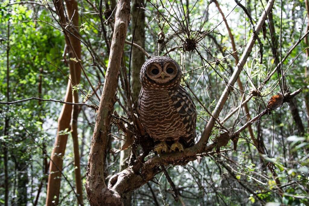 Realizan documental sobre proceso de creación de esculturas cerámicas de animales nativos