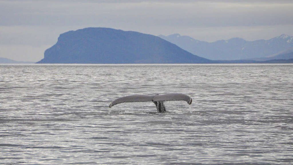 Gabriel Boric desafiando a Rusia y la ballena ‘Ucrania’ en los mares de Chile