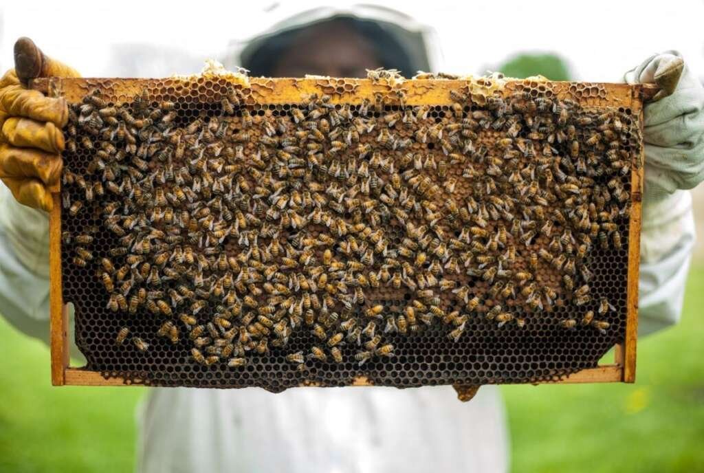 Alertan en Chile sobre pérdida de colonias de abejas en la región