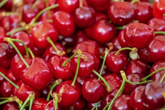 Chile espera una excelente temporada de exportación de cerezas